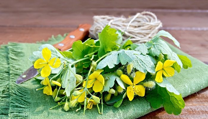 Kırlangıç Otunun Faydaları Kullanım Şekli Nelerdir