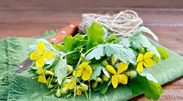 Kırlangıç Otunun Faydaları Kullanım Şekli Nelerdir